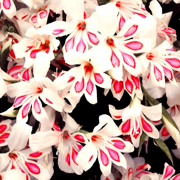 Meet your Posher, Ashley - Picture 1 of 1